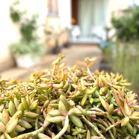 Bed & Breakfast La Cycas