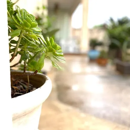 Bed & Breakfast La Cycas *